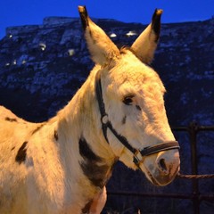 Presepe Vivente nei Sassi