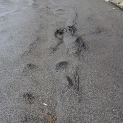 Viale Ionio piena di buche, chiusa al traffico