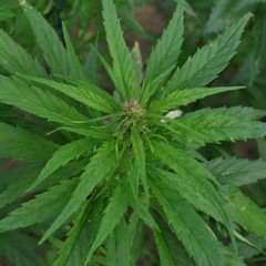 Due arresti a Salandra per coltivazione di marijuana