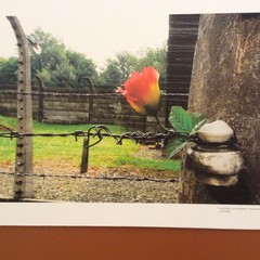 “Auschwitz. Lo Spirito del Luogo”, la mostra fotografica in ricordo della Shoah