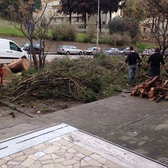 Crollo albero via Lanera