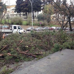 Crollo albero via Lanera