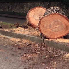 Crollo albero via Lanera