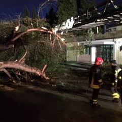 Crollo albero via Lanera