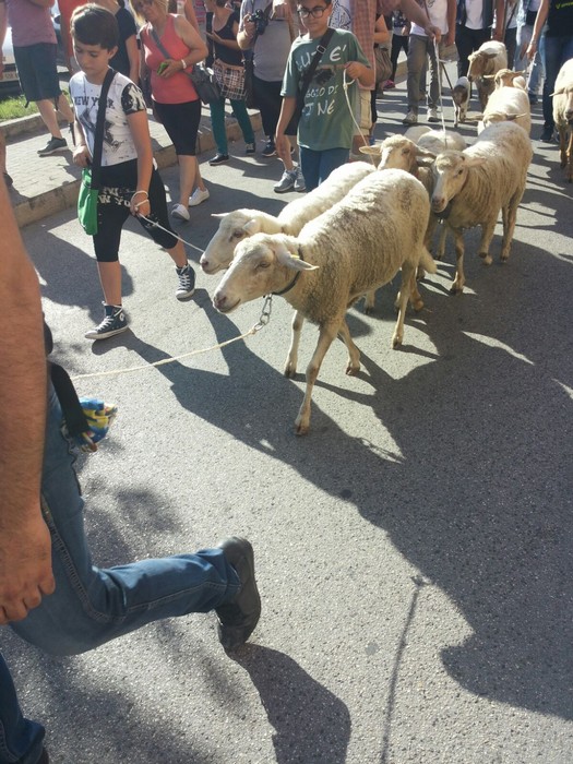 Processione dei Pastori 2016