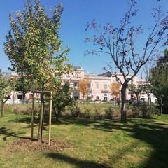 alberi villa comunale