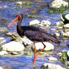 animali Parco murgia Materana