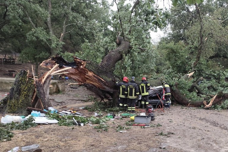 Albero su auto - foto Vigili del fuoco