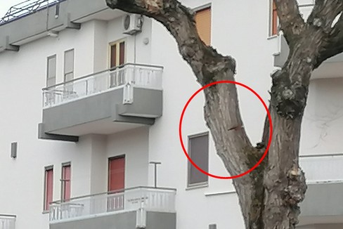 albero danneggiato