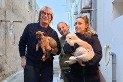 Campagna di adozioni dei cani