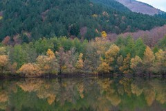 Basilicata regione verde: positivi i dati sui rimboschimenti