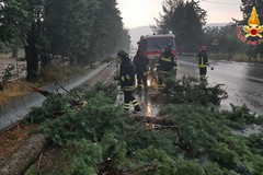 Maltempo, vari interventi dei vigili del fuoco per alberi caduti