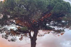 Abbattuto il grande pino. Comune spiega: "ragioni di pubblica sicurezza"