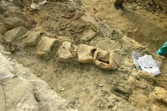 Fossile della balena Giuliana, inizia il restauro