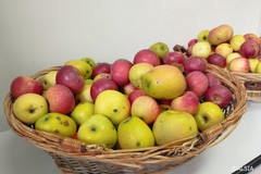 Mense scolastiche biologiche in Basilicata