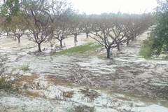 Grandinate in provincia di Matera, danni in agricoltura