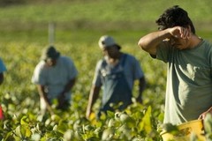 Agricoltura, a Matera approda un progetto italo-spagnolo