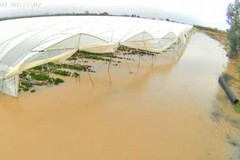 Piogge abbondanti nel Metapontino, allagate le serre