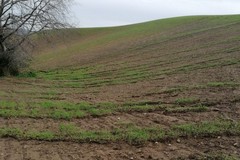 Richiesta di stato di calamità per i danni in agricoltura