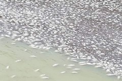 Moria di pesci nel Basentello: nessun allarme per la salute umana