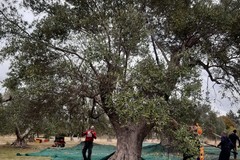 La festa dell'olivo, nell'Oliveto comunale di Matera