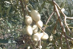 A Picciano un olivo bianco per la Giornata del creato