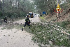 Raffiche di vento e alberi caduti, 60 interventi dei vigili del fuoco