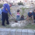 Matera 2019, piantati 24 alberi per celebrare il terzo anniversario dal titolo ECoC