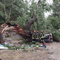 Albero cade su auto, un morto e tre feriti