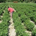 Agricoltura: divieto di lavoro nei campi quando il rischio calore è elevato