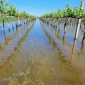 Cia Agricoltori: per i danni in agricoltura non bastano polizze