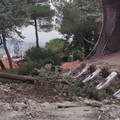 Alberi abbattuti in piazza Sant’Agnese, denuncia di Legambiente