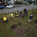 La Fondazione Matera2019 pianta alberi