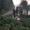 Maltempo, vari interventi dei vigili del fuoco per alberi caduti