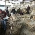 Fossile della balena Giuliana: restauro e fruizione di pari passo