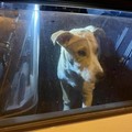 Cani abbandonati: lo sguardo di Ciro dice tutto, qualcuno se ne prenda cura