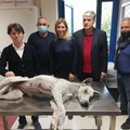 Gravemente ferito e impaurito, salvato un cane