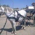 Divieto circolazione carrozze trainate da cavalli con alte temperatura