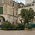 Ha ceduto lo storico carrubo di piazzetta San Giovanni