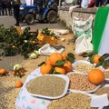 Matera, i contadini lucani e pugliesi buttano grano e clementine