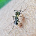 West Nile: uffici Regione invitano a evitare allarmismo