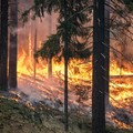 Vasto incendio in area boschiva a Pisticci