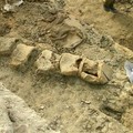 Progetto di valorizzazione del fossile della  "Balena Giuliana ".
