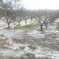 Grandinate in provincia di Matera, danni in agricoltura