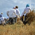 Agricoltura,  "Giornata del ringraziamento” a Matera