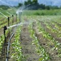 Il grande caldo preoccupa gli agricoltori lucani