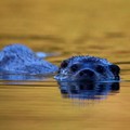 Tutela della biodiversità nel Parco della Murgia materana