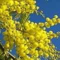 Festa della donna, un giorno di riflessione