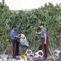 Coltivazione di cannabis, arrestato un pensionato