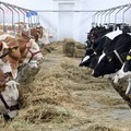 In vigore dal 19 aprile l'obbligo di etichettatura del latte